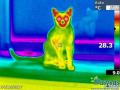 2.termovizija.katinas.bengalijos
